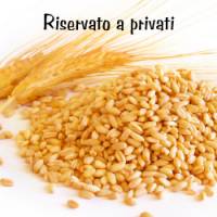 immagine relativa a Chicco di Grano